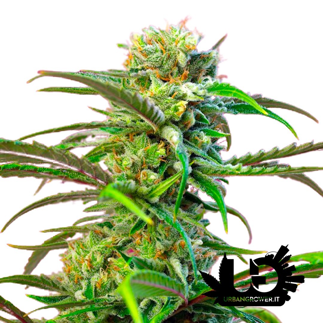 Sweet Seeds - Sweet Tai - Feminized Seeds