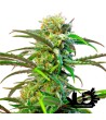 Sweet Seeds - Sweet Tai - Feminized Seeds