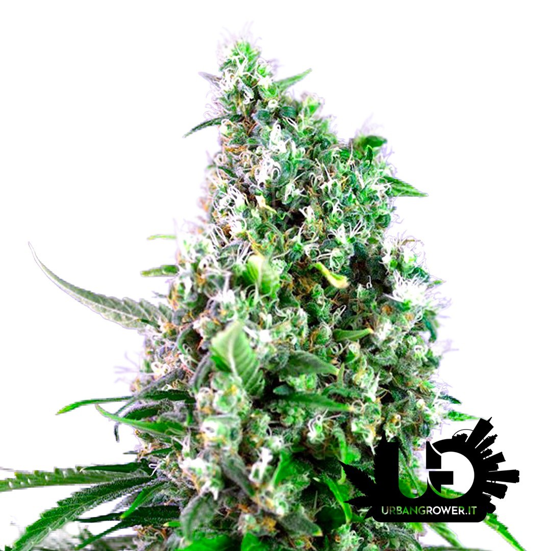 Sweet Seeds - Sweet Trainwreck Auto - Autoflowering Seeds