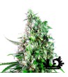 Sweet Seeds - Sweet Trainwreck Auto - Autoflowering Seeds