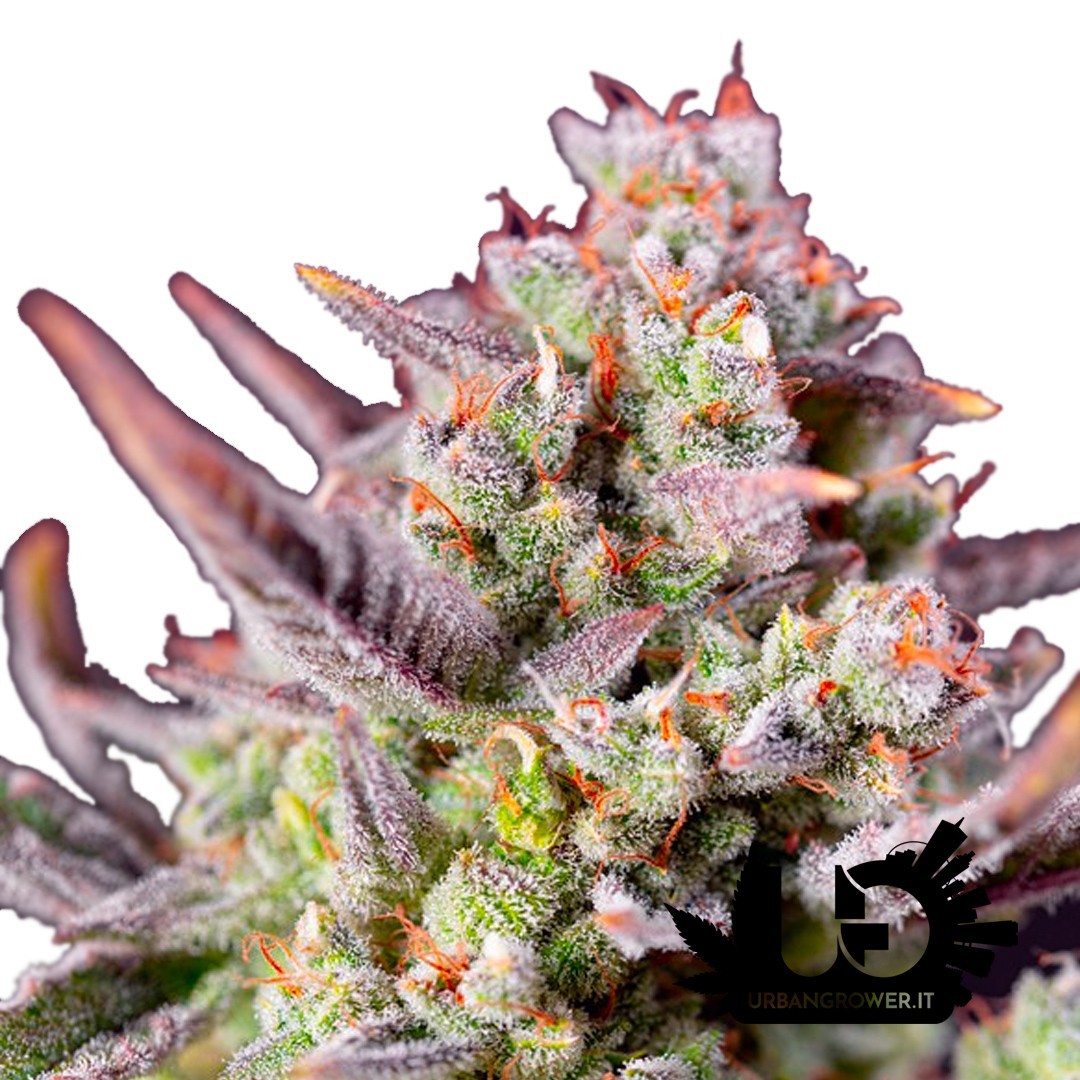 Sweet Seeds - Sweet Zenzation XL Auto - Autoflowering Seeds