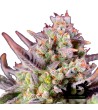 Sweet Seeds - Sweet Zenzation XL Auto - Autoflowering Seeds