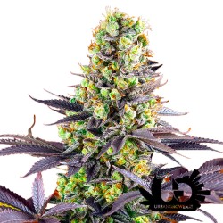 Sweet Seeds - Sweet Zenzation - Feminized Seeds