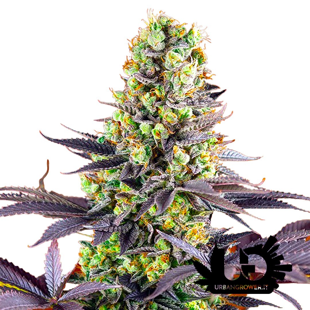 Sweet Seeds - Sweet Zenzation - Semi femminizzati