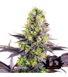 Sweet Seeds - Sweet Zenzation - Feminized Seeds