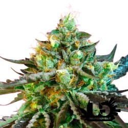 Sweet Seeds - Sweet Nurse Auto CBD - Semi autofiorenti