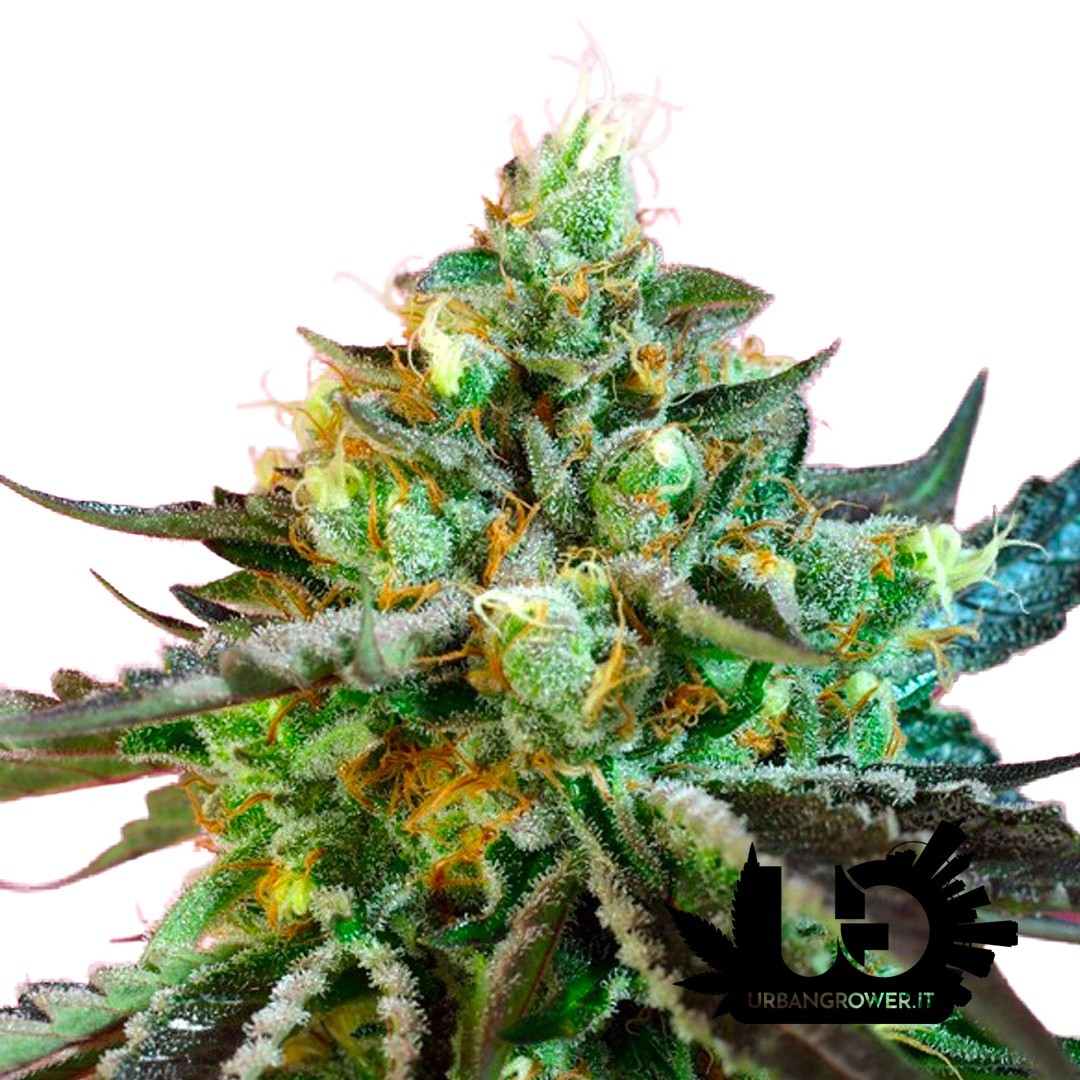 Sweet Seeds - Sweet Nurse Auto CBD - Autoflowering Seeds