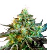 Sweet Seeds - Sweet Nurse Auto CBD - Autoflowering Seeds