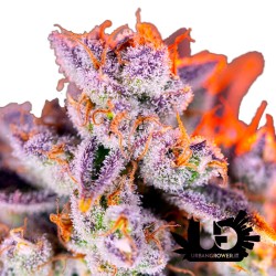 Sweet Seeds - Tropicanna Poison XL Auto - Autoflowering Seeds