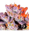 Sweet Seeds - Tropicanna Poison XL Auto - Autoflowering Seeds