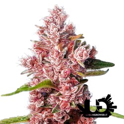 Sweet Seeds - Tropicanna Poison F1 Fast Version - Semi femminizzati