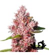 Sweet Seeds - Tropicanna Poison F1 Fast Version - Feminized Seeds