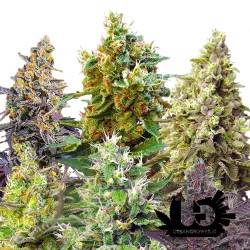 Sweet Seeds - Sweet Mix Auto - Autoflowering Seeds