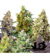 Sweet Seeds - Sweet Mix Auto - Autoflowering Seeds