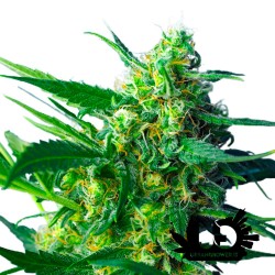 Sweet Seeds - New York City Diesel Auto - Semi autofiorenti