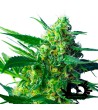 Sweet Seeds - New York City Diesel Auto - Autoflowering Seeds