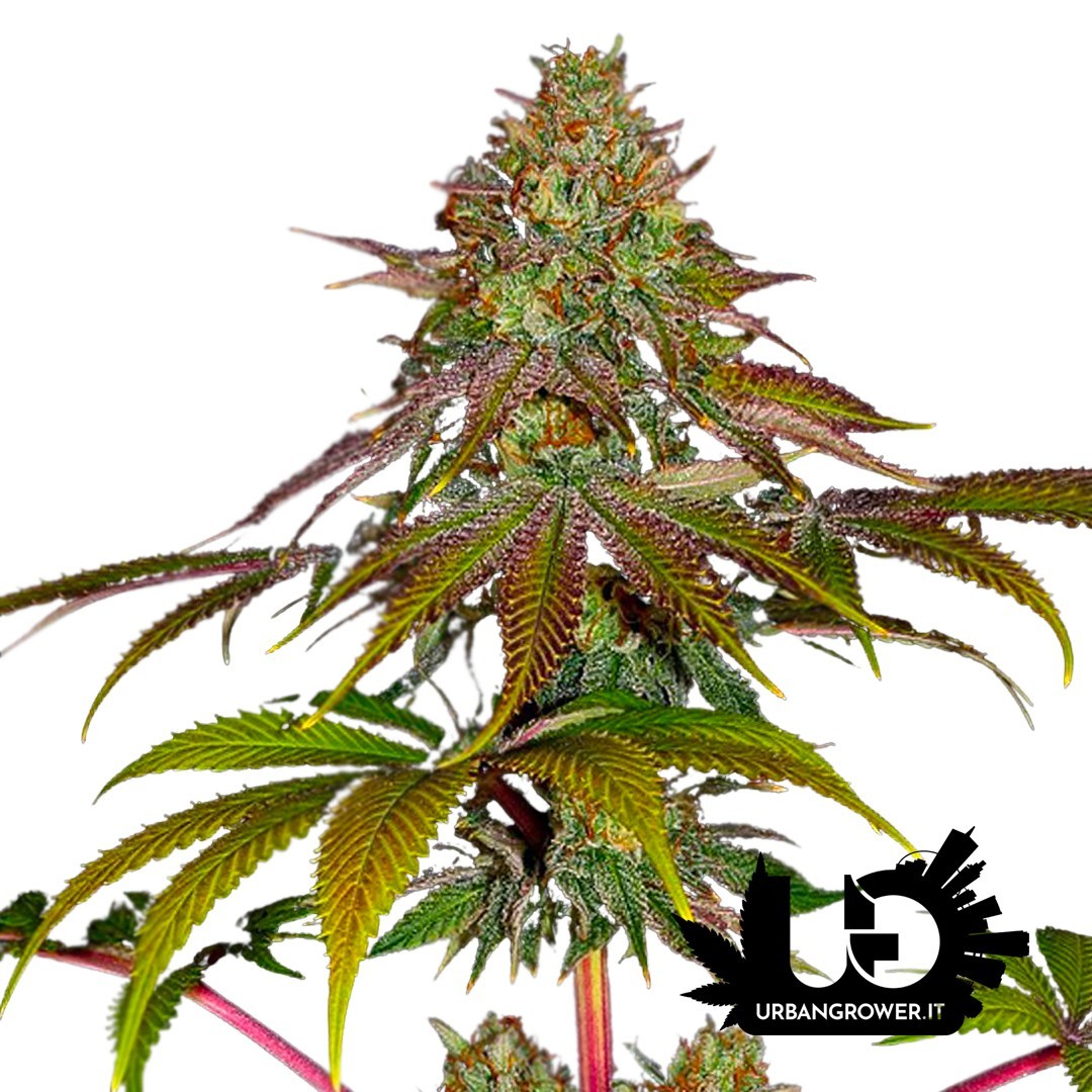 Barney's Farm - Wedding Cake - Feminized Seeds