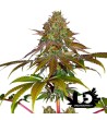 Barney's Farm - Wedding Cake - Feminized Seeds