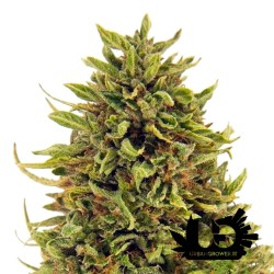 Barney's Farm - Pineapple Express - Semi femminizzati