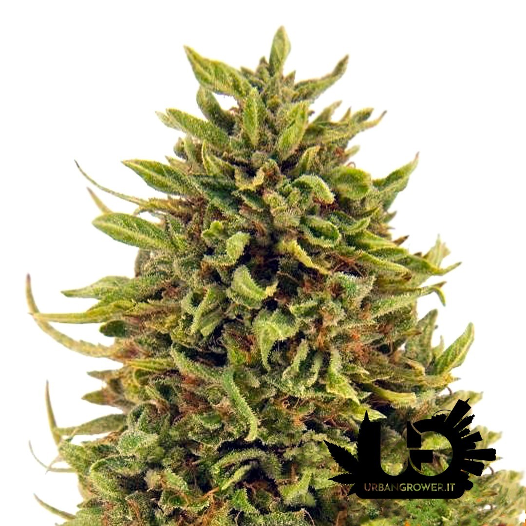 Barney's Farm - Pineapple Express - Feminized Seeds