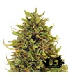 Barney's Farm - Pineapple Express - Feminized Seeds