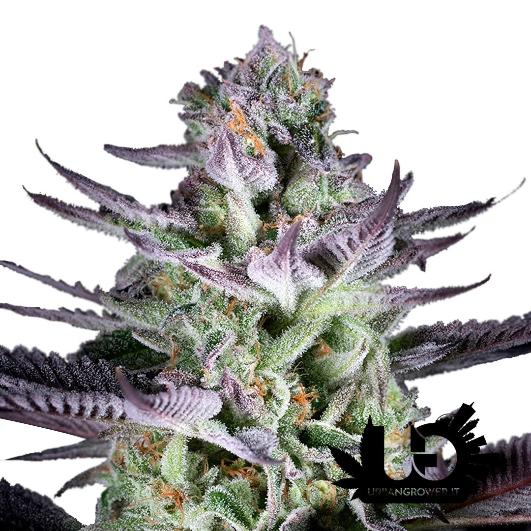 Dinafem Seeds - Blueberry Cookies - Feminized Seeds