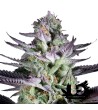 Dinafem Seeds - Blueberry Cookies - Feminized Seeds