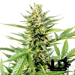 Dinafem Seeds - Auto Cheese XXL - Autoflowering Seeds