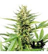 Dinafem Seeds - Auto Cheese XXL - Autoflowering Seeds