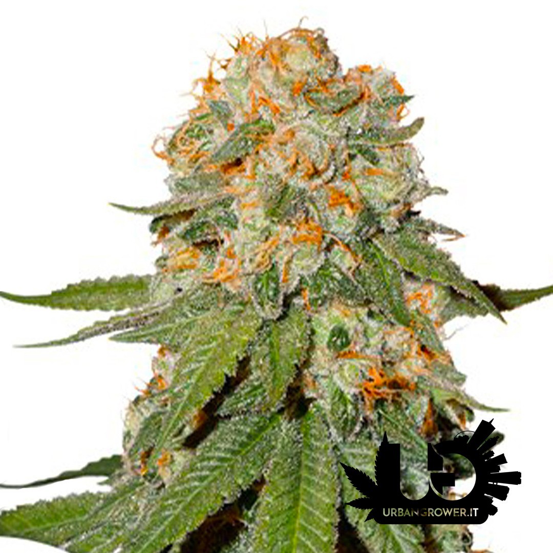 Dutch Passion - Orange Bud - Feminized Seeds