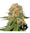 Dutch Passion - Orange Bud - Feminized Seeds