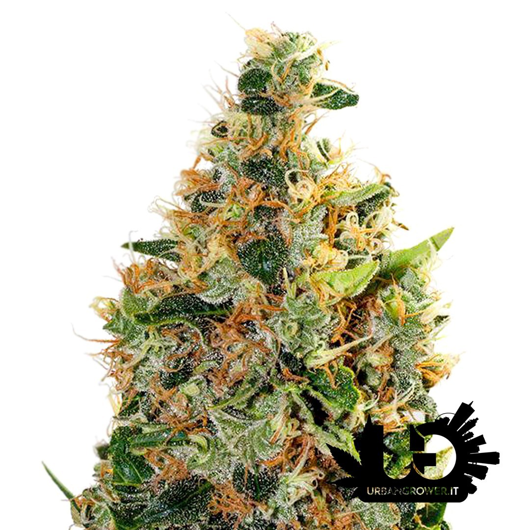 Guru Plant - Beatnik Kush - Feminized seeds with wooden box