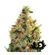 Guru Plant - Beatnik Kush - Feminized seeds with wooden box