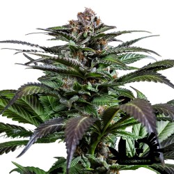 Dinafem Seeds - Purps - Feminized Seeds