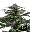 Dinafem Seeds - Purps - Feminized Seeds