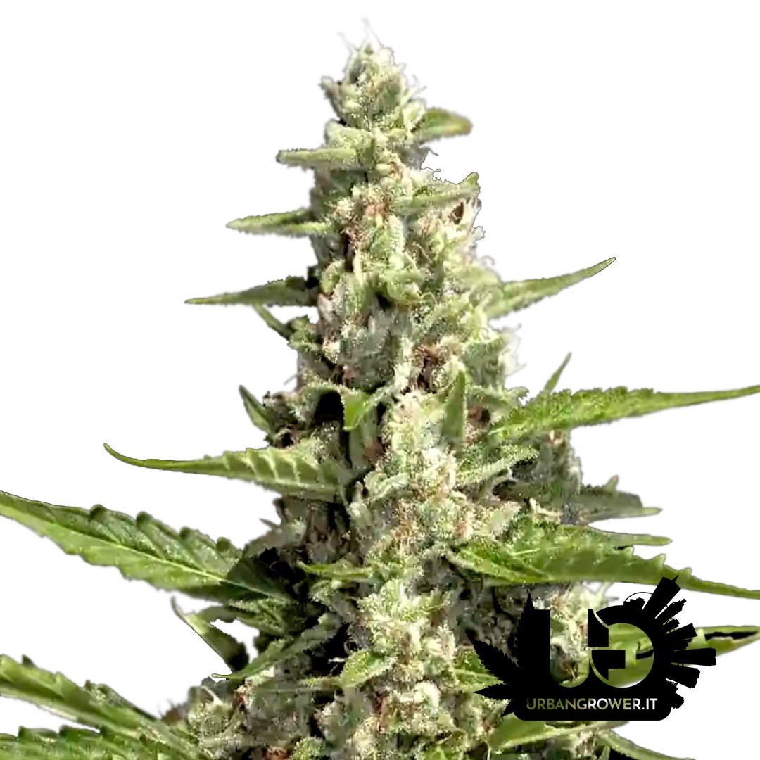 Paradise Seeds - Pandora - Feminized Seeds