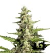 Paradise Seeds - Pandora - Feminized Seeds