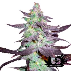 Reserva Privada - Purple Wreck - Semi femminizzati