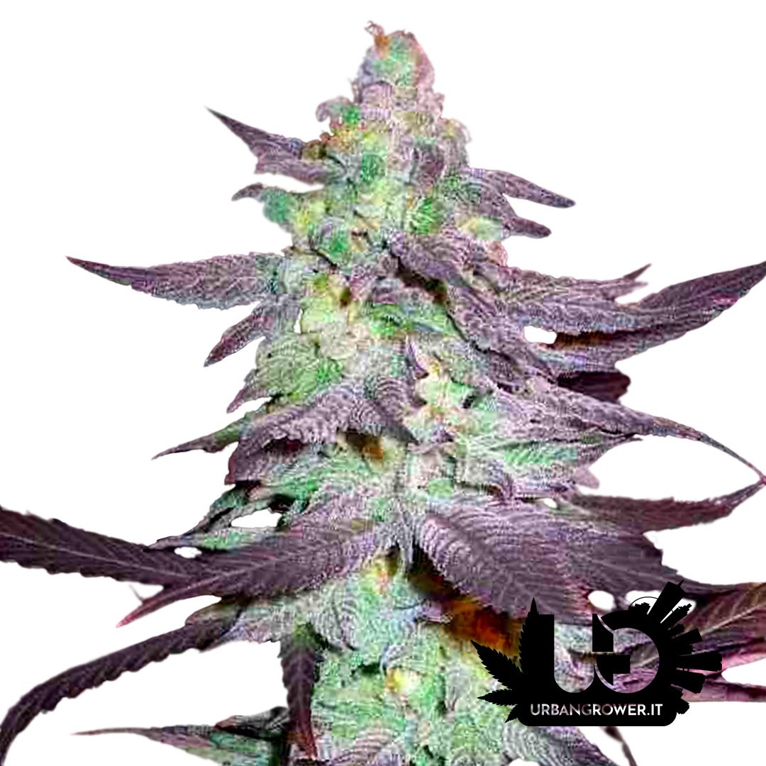 Reserva Privada - Purple Wreck - Feminized Seeds