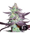 Reserva Privada - Purple Wreck - Feminized Seeds