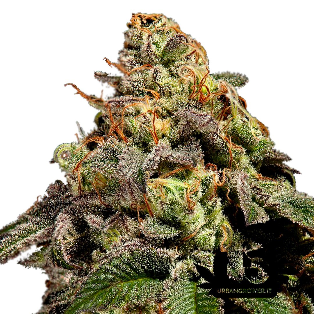 Ripper Seeds - OMG - Feminized Seeds