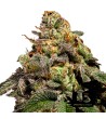 Ripper Seeds - OMG - Feminized Seeds