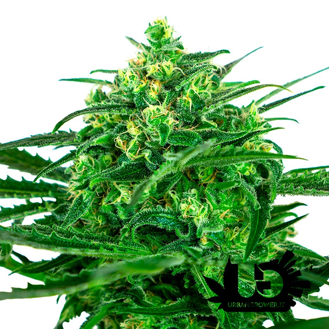 Sensi Seeds - Amnesia - Feminized Seeds