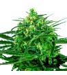 Sensi Seeds - Amnesia - Feminized Seeds