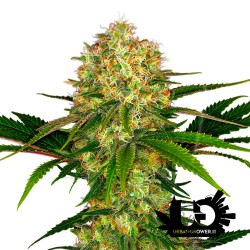 Sensi Seeds - Redux- Afghani1 - Semi femminizzati