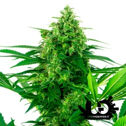 Sensi Seeds Research - Banana Frosting - Feminized Seeds