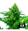 Sensi Seeds Research - Banana Frosting - Feminized Seeds