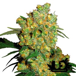 Sensi Seeds - Big Bud - Hybrid feminized seeds