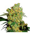 Sensi Seeds - Big Bud - Hybrid feminized seeds