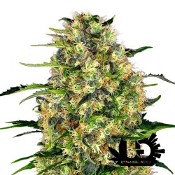 Sensi Seeds - Black Domina- Feminized Seeds